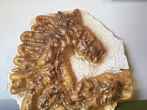 Cavallo — golden relief sculpture of a horse's head